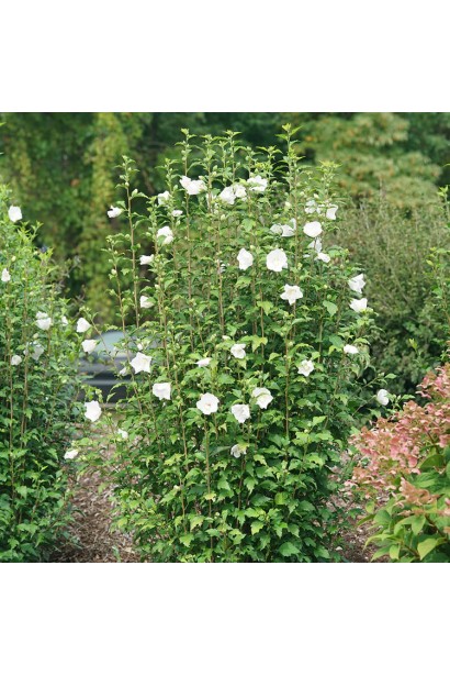 Гібіскус сірійський білий шифоновий.
